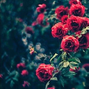 Meet your Posher, Valerie